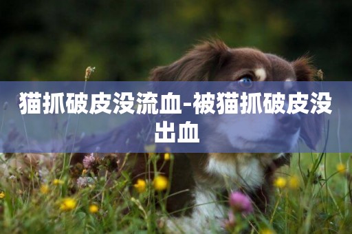 貓抓破皮沒流血-被貓抓破皮沒出血