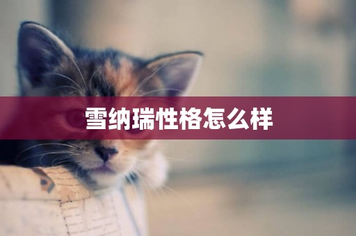 雪納瑞性格怎么樣
