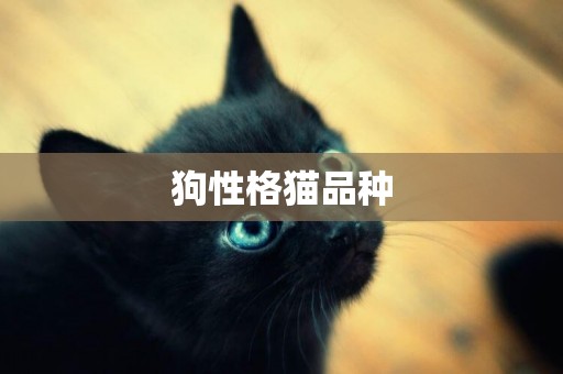 狗性格貓品種