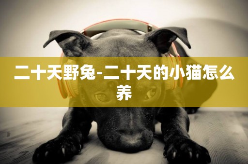 二十天野兔-二十天的小貓怎么養