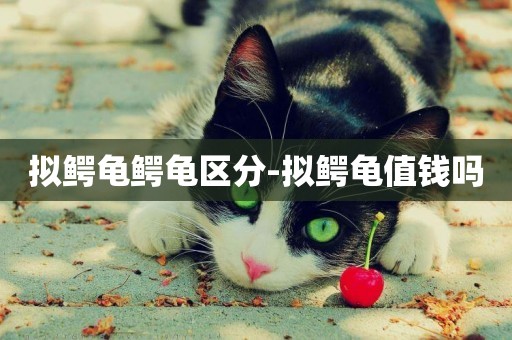 擬鱷龜鱷龜區分-擬鱷龜值錢嗎