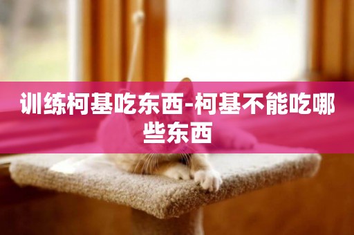 訓練柯基吃東西-柯基不能吃哪些東西