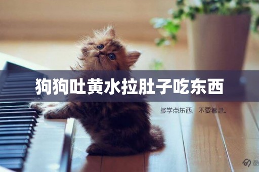 狗狗吐黃水拉肚子吃東西