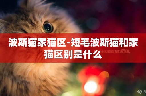 波斯貓家貓區-短毛波斯貓和家貓區別是什么