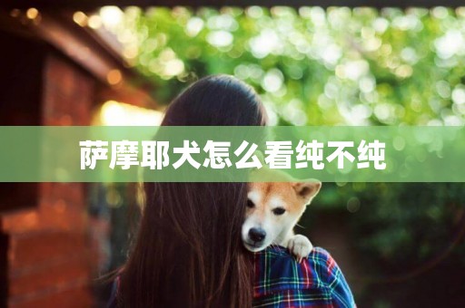 薩摩耶犬怎么看純不純