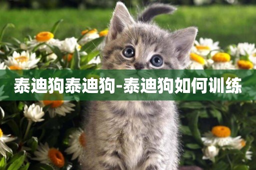 泰迪狗泰迪狗-泰迪狗如何訓練