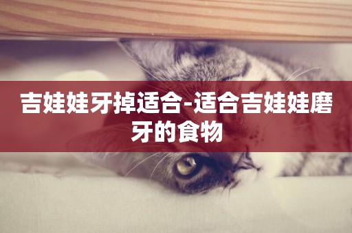 吉娃娃牙掉適合-適合吉娃娃磨牙的食物