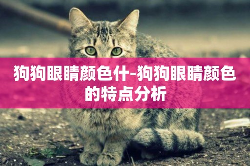 狗狗眼睛顏色什-狗狗眼睛顏色的特點分析
