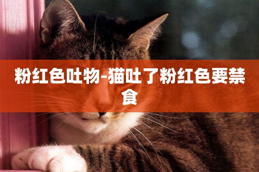 粉紅色吐物-貓吐了粉紅色要禁食
