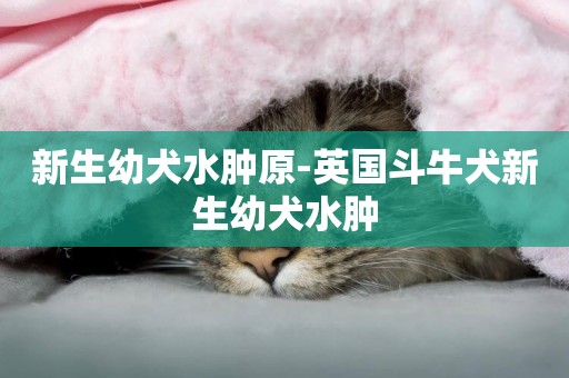 新生幼犬水腫原-英國斗牛犬新生幼犬水腫