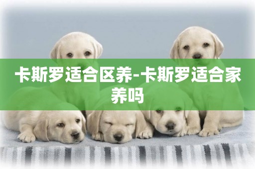 卡斯羅適合區養-卡斯羅適合家養嗎