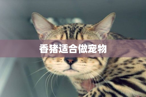 香豬適合做寵物