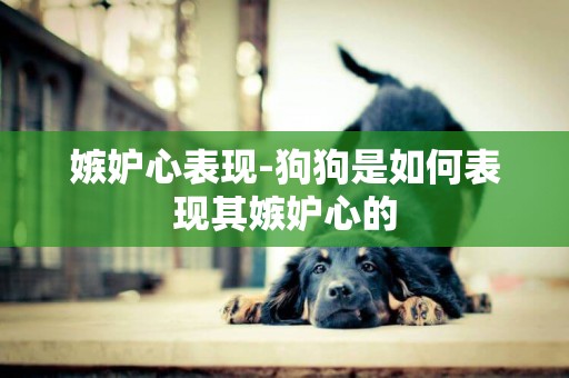 嫉妒心表現-狗狗是如何表現其嫉妒心的