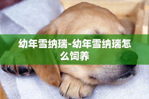 幼年雪納瑞-幼年雪納瑞怎么飼養