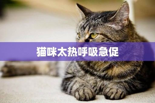 貓咪太熱呼吸急促