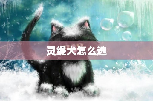 靈緹犬怎么選