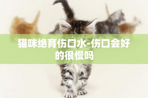 貓咪絕育傷口水-傷口會好的很慢嗎