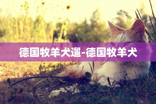德國牧羊犬遛-德國牧羊犬