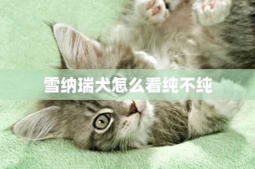 雪納瑞犬怎么看純不純