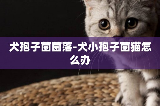 犬孢子菌菌落-犬小孢子菌貓怎么辦