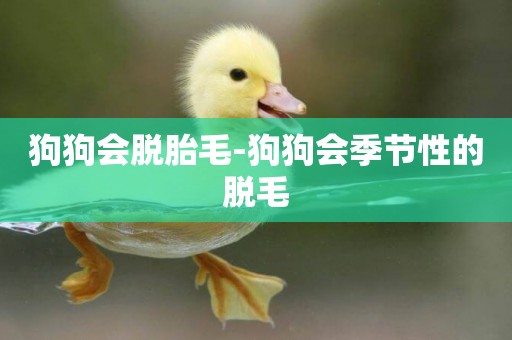 狗狗會脫胎毛-狗狗會季節性的脫毛