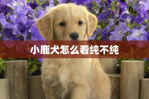小鹿犬怎么看純不純