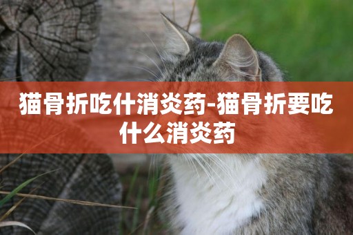 貓骨折吃什消炎藥-貓骨折要吃什么消炎藥