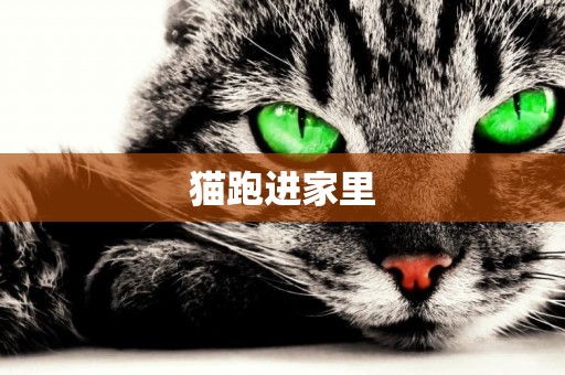 貓跑進家里