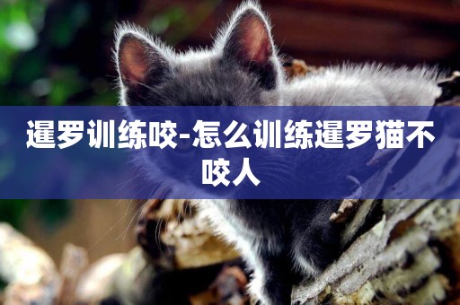 暹羅訓練咬-怎么訓練暹羅貓不咬人