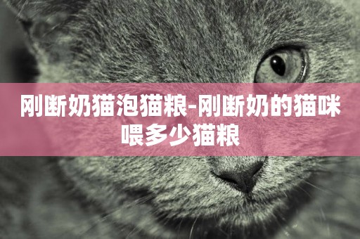 剛斷奶貓泡貓糧-剛斷奶的貓咪喂多少貓糧