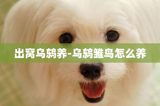 出窩烏鶇養-烏鶇雛鳥怎么養
