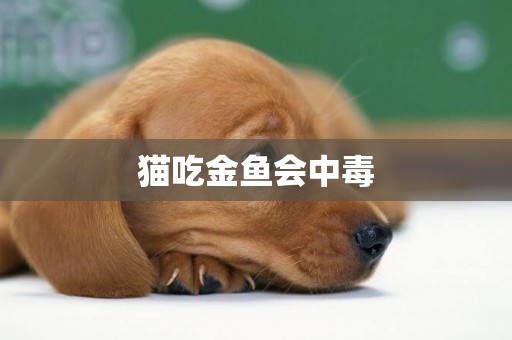 貓吃金魚會中毒