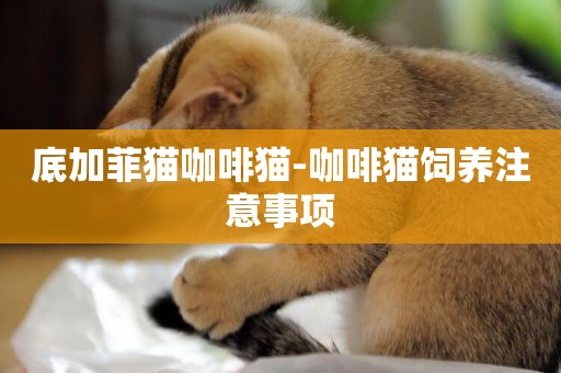 底加菲貓咖啡貓-咖啡貓飼養注意事項