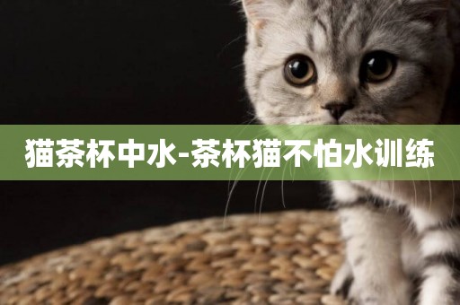 貓茶杯中水-茶杯貓不怕水訓練