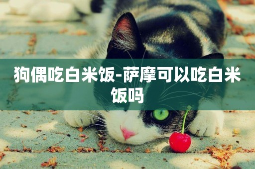 狗偶吃白米飯-薩摩可以吃白米飯嗎