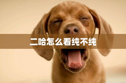 二哈怎么看純不純