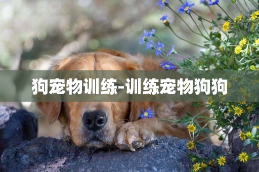 狗寵物訓練-訓練寵物狗狗