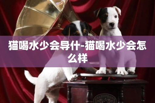 貓喝水少會導什-貓喝水少會怎么樣