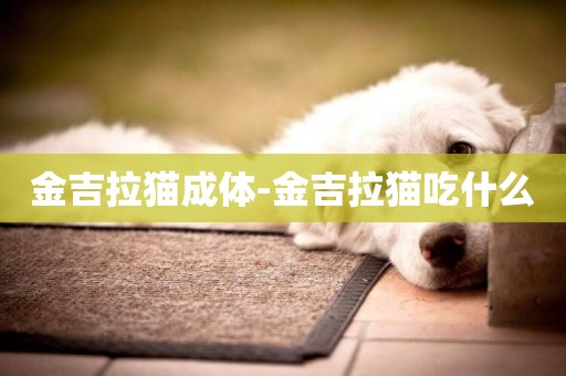 金吉拉貓成體-金吉拉貓吃什么