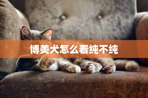 博美犬怎么看純不純