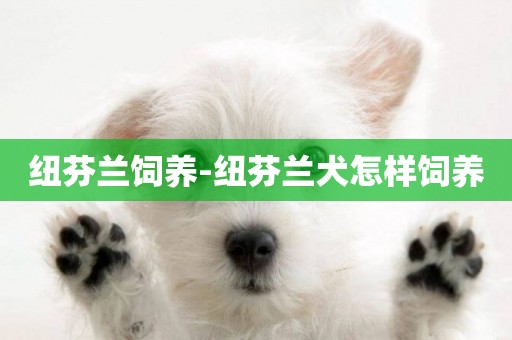 紐芬蘭飼養-紐芬蘭犬怎樣飼養