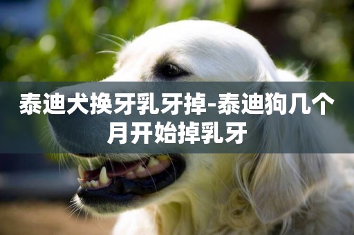 泰迪犬換牙乳牙掉-泰迪狗幾個月開始掉乳牙