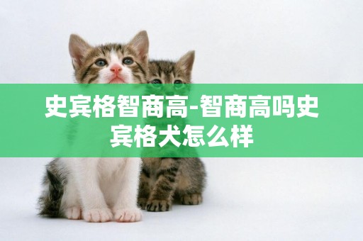 史賓格智商高-智商高嗎史賓格犬怎么樣