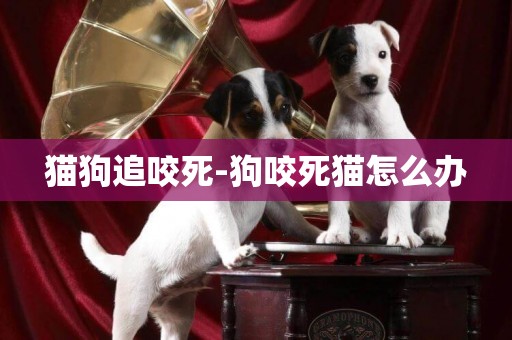 貓狗追咬死-狗咬死貓怎么辦
