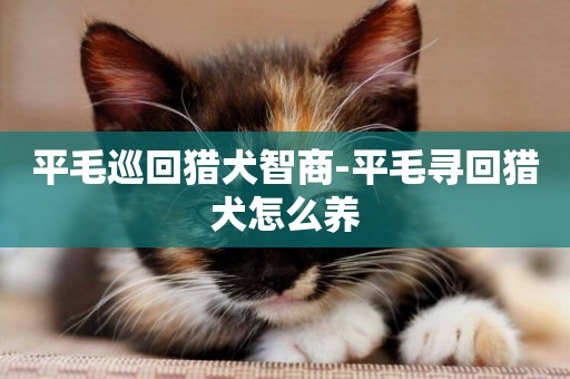平毛巡回獵犬智商-平毛尋回獵犬怎么養