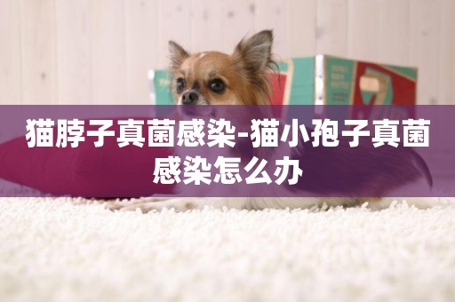 貓脖子真菌感染-貓小孢子真菌感染怎么辦