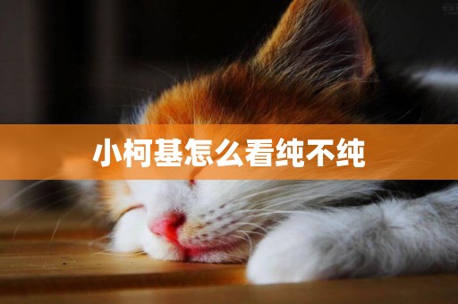 小柯基怎么看純不純