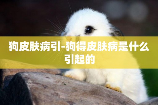 狗皮膚病引-狗得皮膚病是什么引起的
