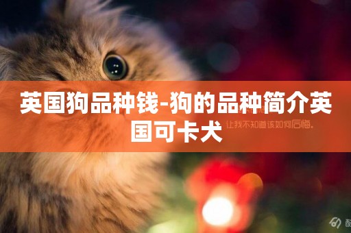 英國狗品種錢-狗的品種簡介英國可卡犬