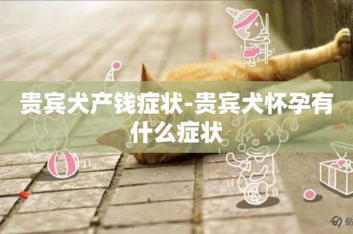 貴賓犬產錢癥狀-貴賓犬懷孕有什么癥狀